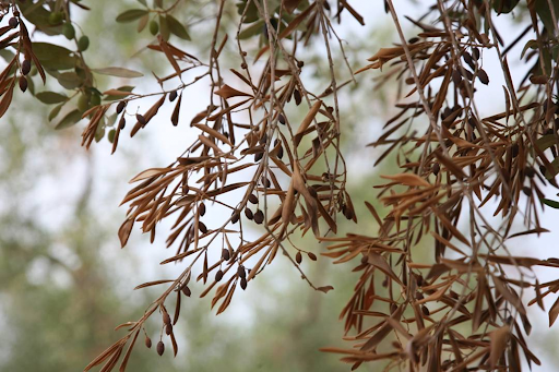 Misure anti Xylella fastidiosa: emessa Ordinanza sindacale
