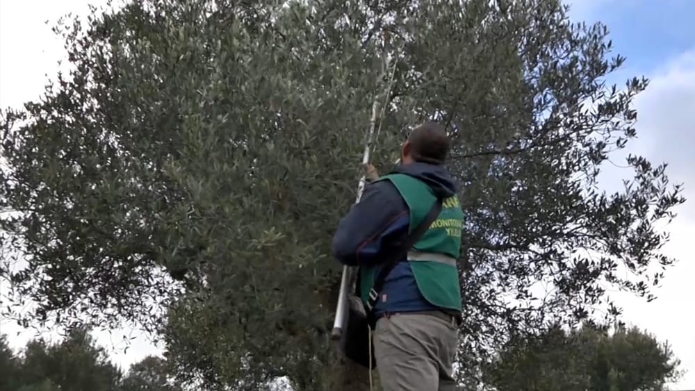 Misure di emergenza per la prevenzione, il controllo e l'eradicazione della Xylella fastidiosa: attività di monitoraggio